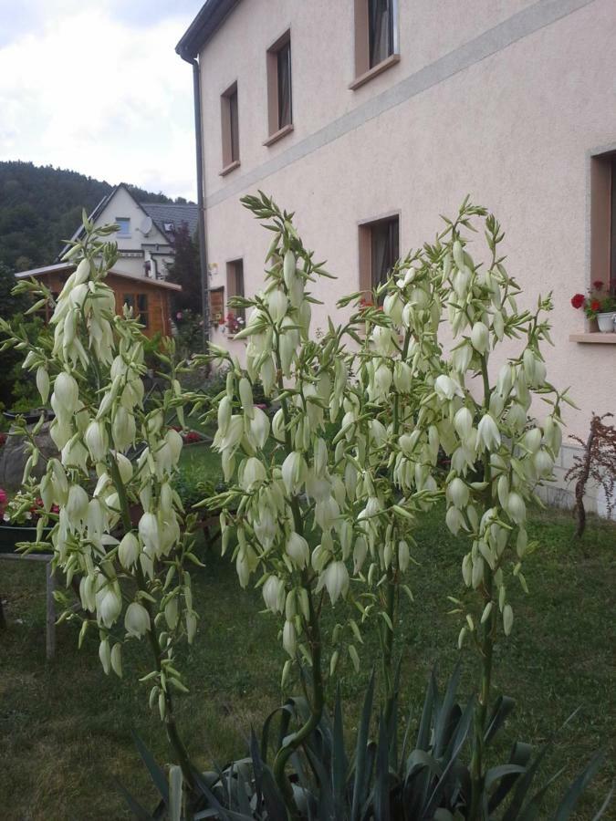 Ferienwohnung Buechsenhof Prossen المظهر الخارجي الصورة